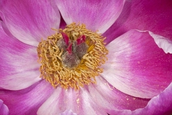 paeonia lactiflora 1 thumbnail graphic